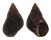 PLANAXIDAE PLANAXIS SULCATUS shell