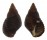 PLANAXIDAE PLANAXIS SULCATUS shell