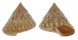 CALLIOSTOMATIDAE CALLIOSTOMA ZIZYPHINUM shell