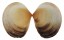 GLYCYMERIDIDAE GLYCYMERIS RADIANS shell