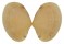 VENERIDAE TAPES VARIEGATA shell