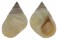 LITTORINIDAE LITTORINA  IRRORATA shell