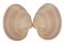 VENERIDAE AMIANTIS PURPURATUS shell