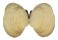 VENERIDAE SAXIDOMUS PURPURATUS shell