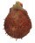 SPONDYLIDAE SPONDYLUS SWINNENI shell