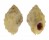 MURICIDAE OPPOMORUS NODULIFERUS shell