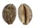 CYPRAEIDAE MAURITIA EGLANTINA shell
