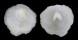 HIPPONICIDAE CHEILEA BULLA shell