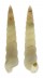 PYRAMIDELLIDAE PYRGISCILLA MOURAZIMANA shell
