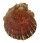 SPONDYLIDAE SPONDYLUS OCELLATUS shell