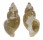 BUCCINIDAE PLICIFUSUS RHYSSUS shell