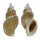 BUCCINIDAE PLICIFUSUS RHYSSUS shell