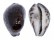 CYPRAEIDAE CYPRAEA TIGRIS shell