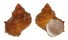 TURBINIDAE TURBO CERNICUS shell