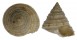 CALLIOSTOMATIDAE CALLIOSTOMA SHINAGAWAENSIS shell