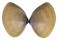 MACTRIDAE MACTRA GRANDIS shell