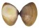 MACTRIDAE MACTRA GRANDIS shell