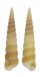 PYRAMIDELLIDAE TURBONILLA GLORIAMISHIMANA shell