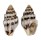 COLUMBELLIDAE ANACHIS MISER shell