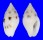 COLUMBELLIDAE PYRENE cf. TESTUDINARIA shell