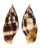 MITRIDAE NEBULARIA FERRUGINEA shell