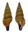 TURRIDAE LOPHIOTOMA BREVICAUDATA shell