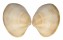 VENERIDAE BASSINA PACHYPHYLLA shell