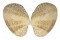 VENERIDAE TAPES CONSPERSUS shell