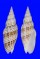 MITRIDAE CANCILLA GRANATINA shell