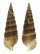 CERITHIIDAE CERITHIUM KOCHI shell