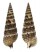 CERITHIIDAE CERITHIUM KOCHI shell