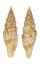MITRIDAE VEXILLUM SPECIES shell