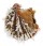 CHAMIDAE CHAMA  DUNKERI shell