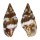 COLUMBELLIDAE ANACHIS VARIA shell