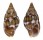 COLUMBELLIDAE ANACHIS VARIA shell