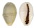 CYPRAEIDAE MONETARIA ANNULUS shell