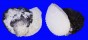 GRYPHAEIDAE HYOTISSA SINENSIS shell
