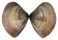 MACTRIDAE MACTRA GRANDIS shell