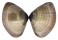 MACTRIDAE MACTRA GRANDIS shell