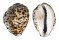 CYPRAEIDAE CYPRAEA TIGRIS shell