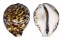 CYPRAEIDAE CYPRAEA TIGRIS shell