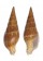 COLUMBELLIDAE COTONOPSIS PHUKETENSIS shell