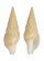 COLUMBELLIDAE COTONOPSIS PHUKETENSIS shell