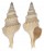 TURRIDAE TURRICULA JAVANA shell