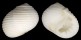 NERITIDAE NERITA PLICATA shell