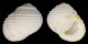 NERITIDAE NERITA PLICATA shell