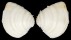 VENERIDAE PLACAMEN LAMELLATUM shell