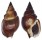 NASSARIIDAE NASSARIUS OLIVACEUS shell