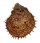 SPONDYLIDAE SPONDYLUS SWINNENI shell