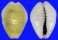 CYPRAEIDAE MONETARIA MONETA shell